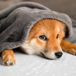 【福岡】後悔しないペット霊園の選び方